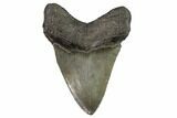 Fossil Megalodon Tooth - Georgia #101504-2